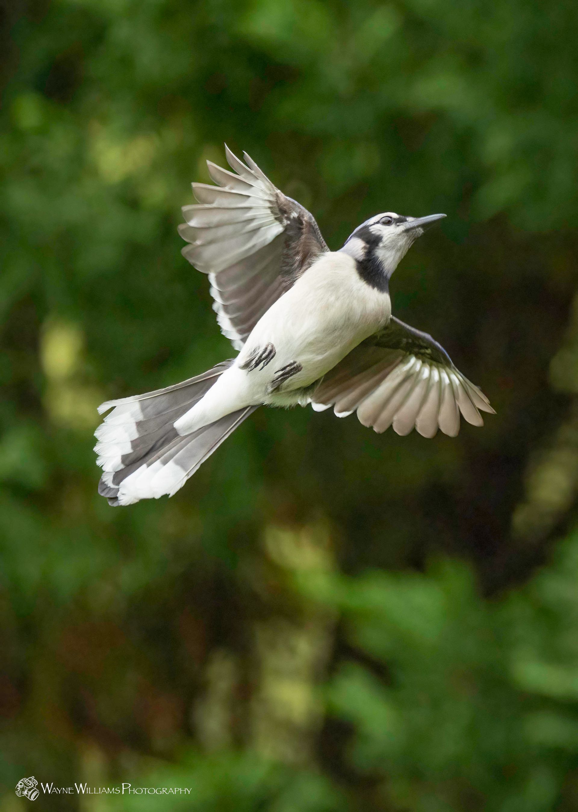A white and gray bird is flying in the air with its wings spread.