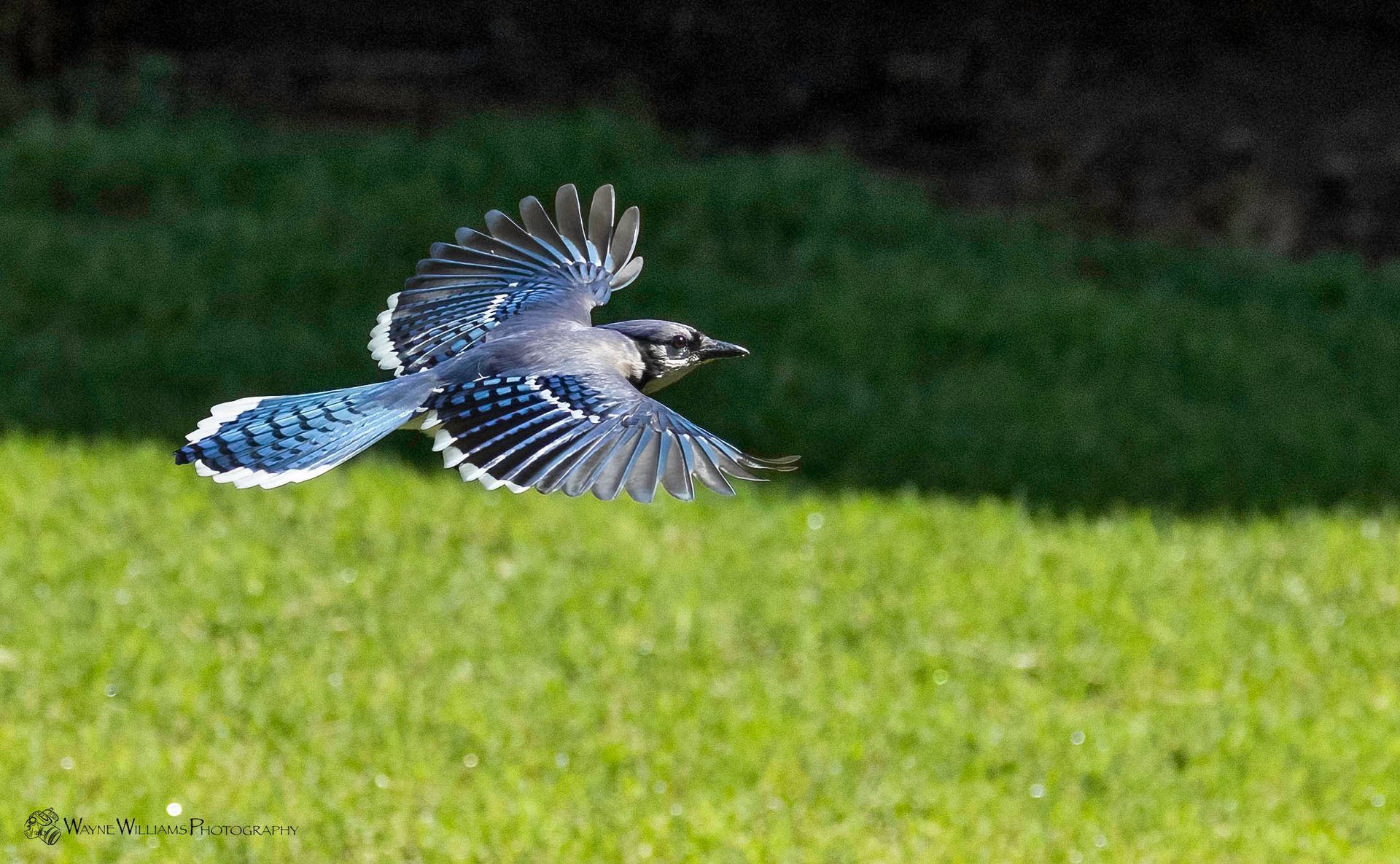 A blue jay is flying over a lush green field.