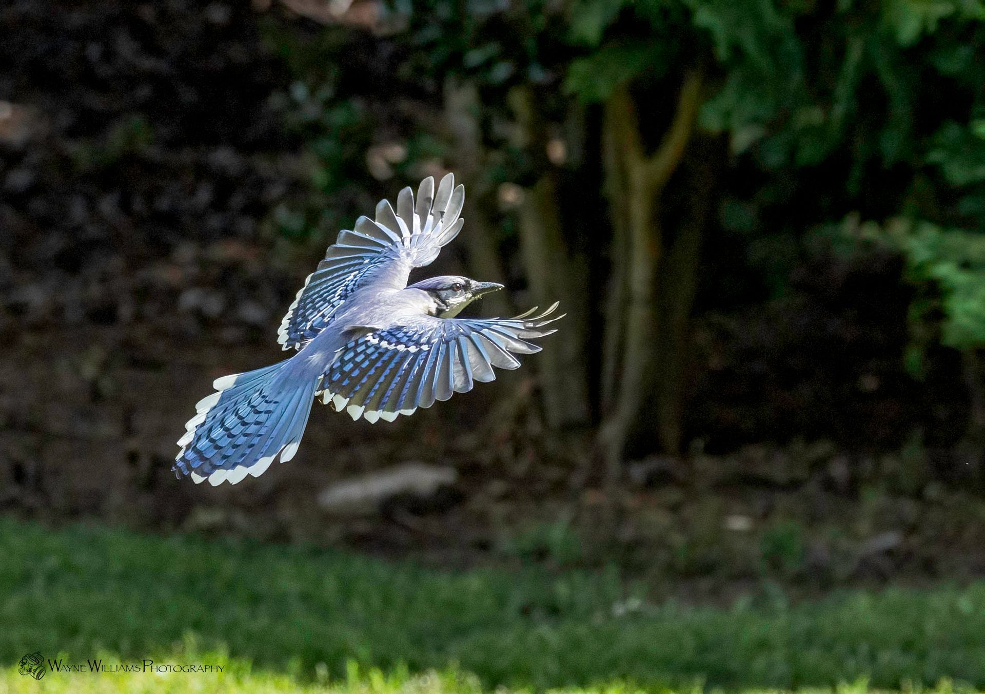 A blue and white bird is flying over a lush green field.