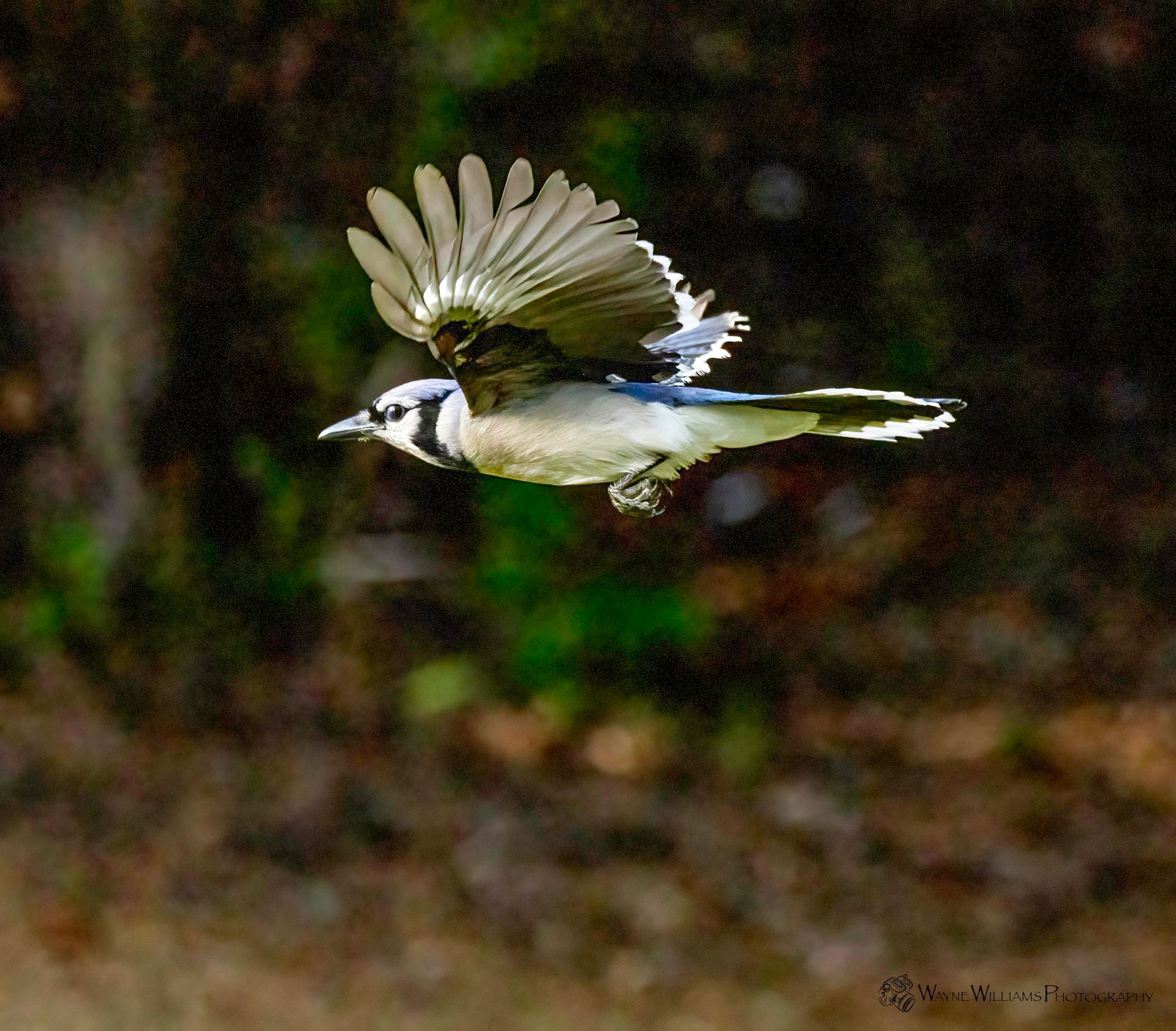 A blue jay is flying through the air with its wings spread