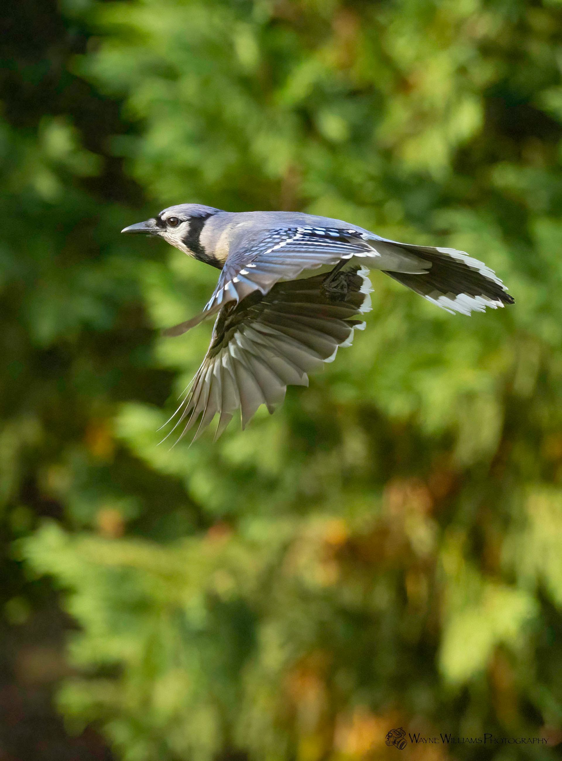 A blue jay is flying through the air with its wings spread.