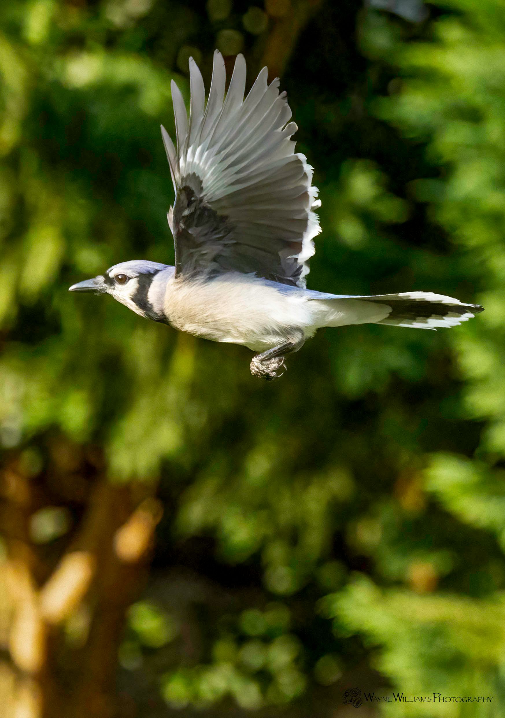 A blue jay is flying through the air with its wings spread.