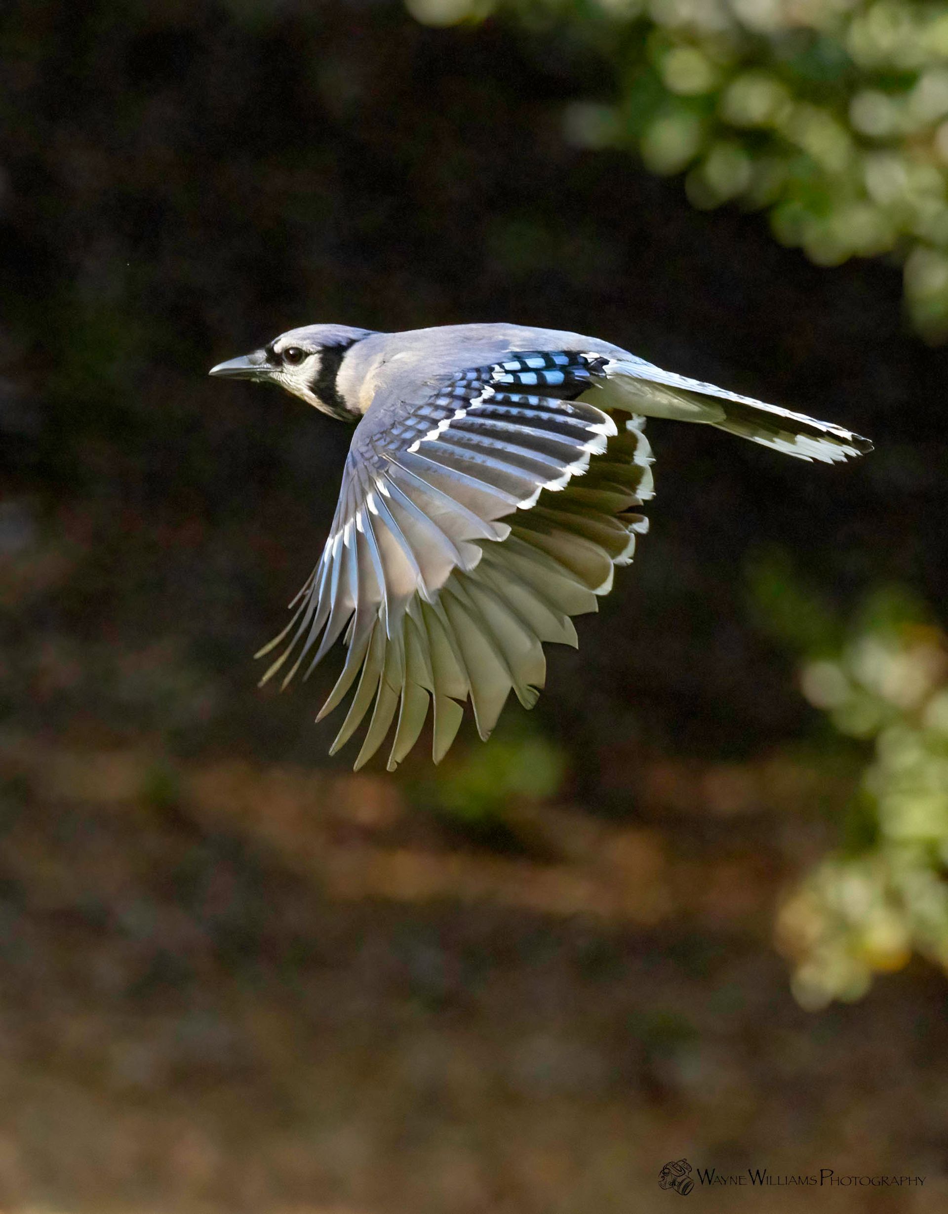 A blue jay is flying in the air with its wings spread