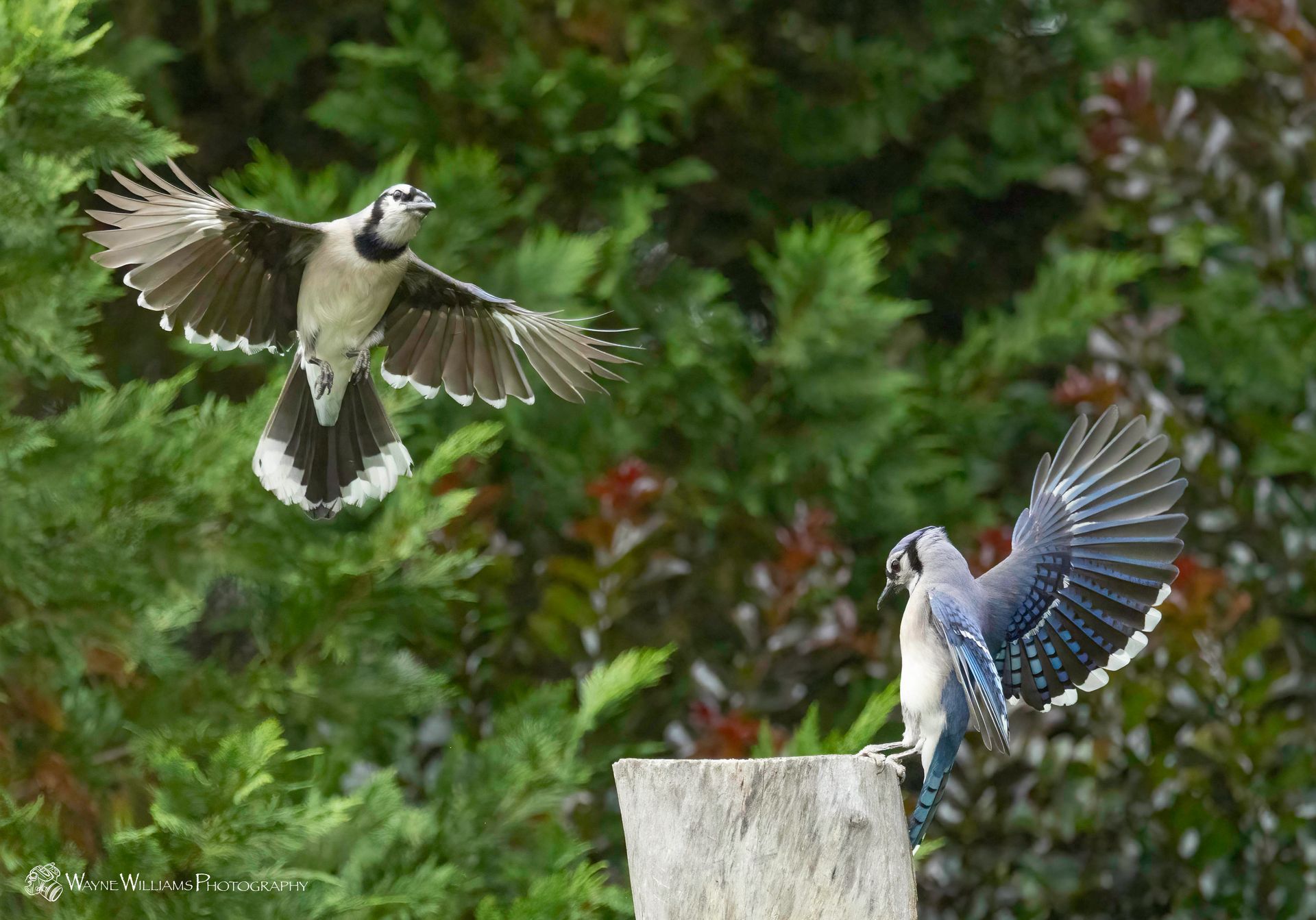 Two blue jays are flying over a tree stump.