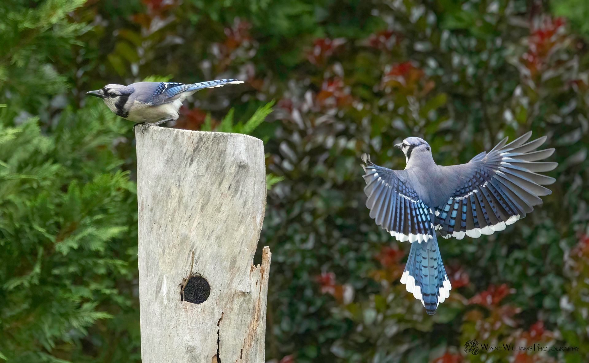 Two blue jays are perched on a tree stump and one is flying away.