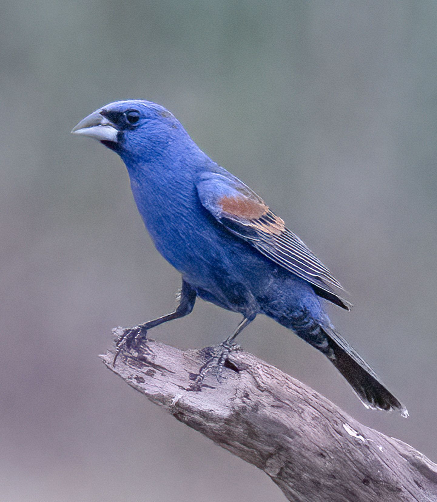 A blue bird is perched on a tree branch.