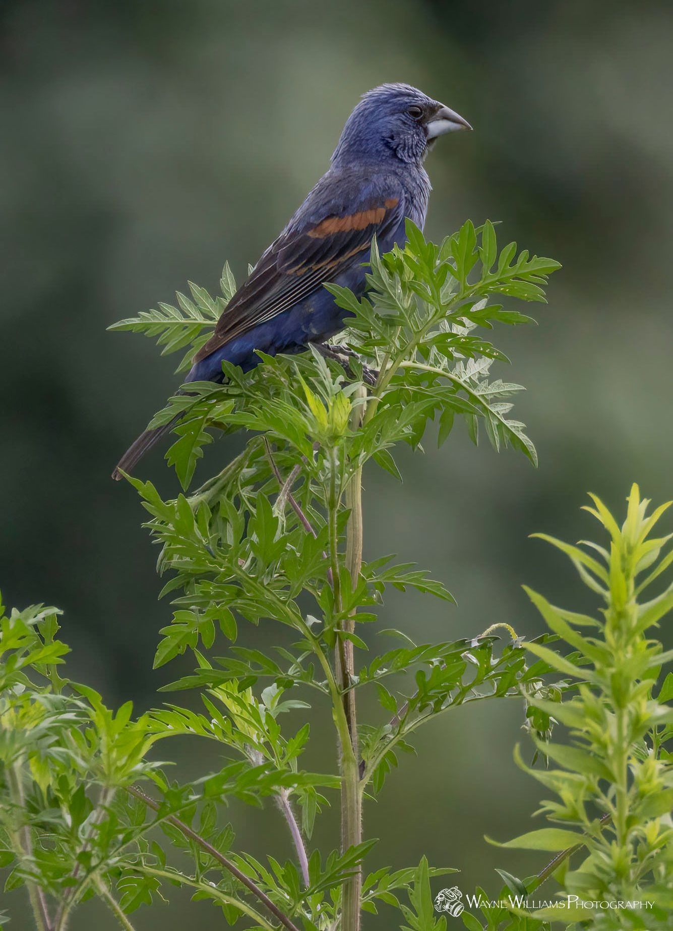 A blue bird perched on top of a green plant.