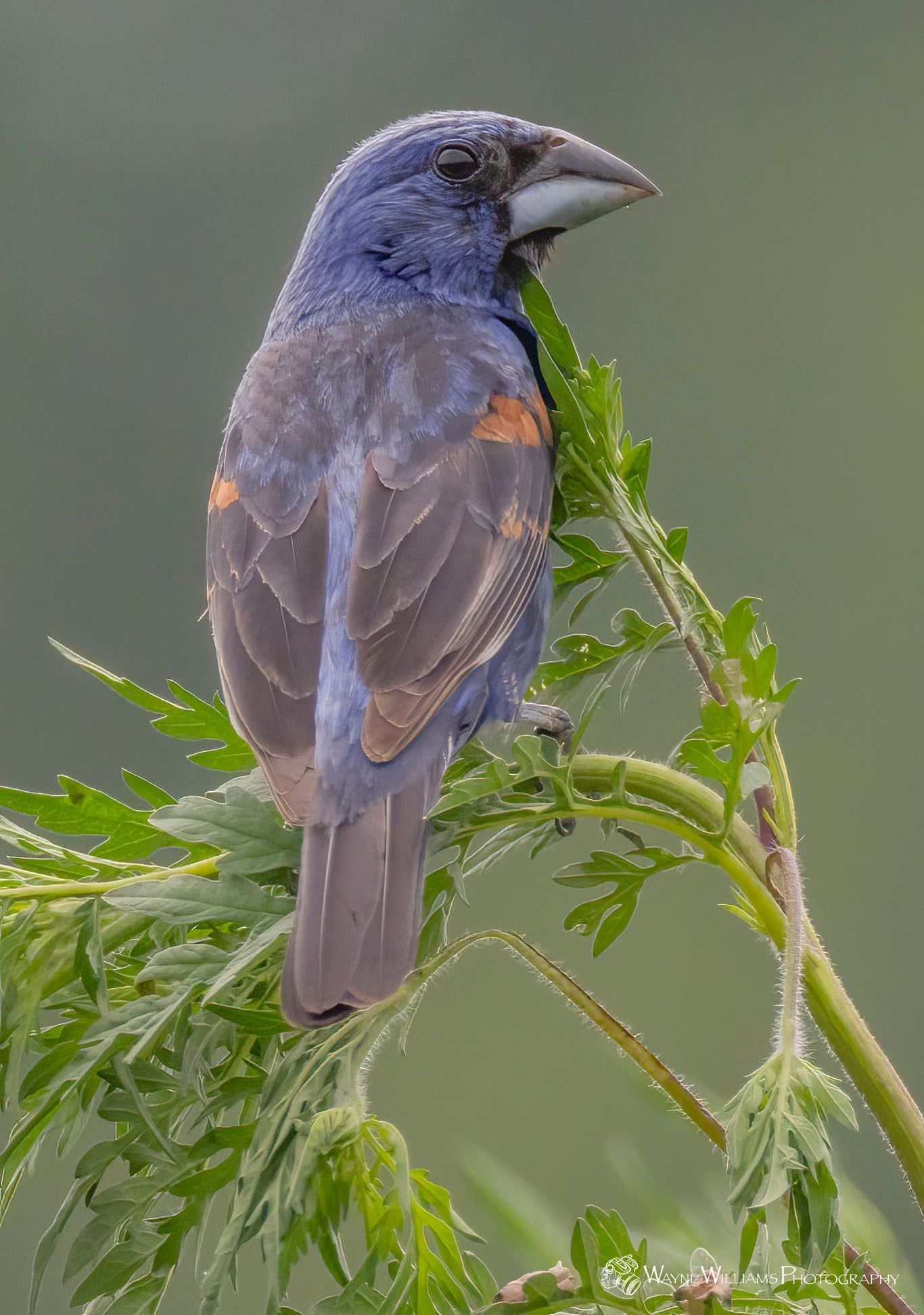 A small blue and gray bird perched on a green plant.