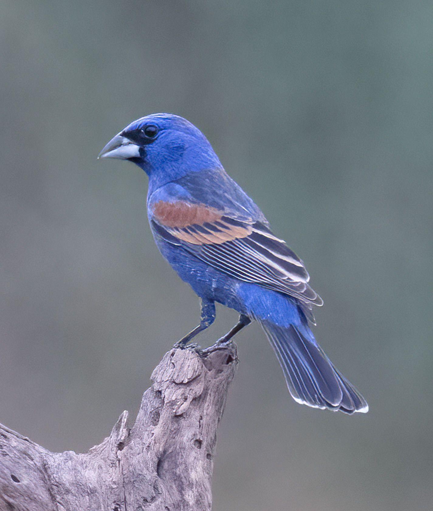 A blue bird perched on a tree branch.