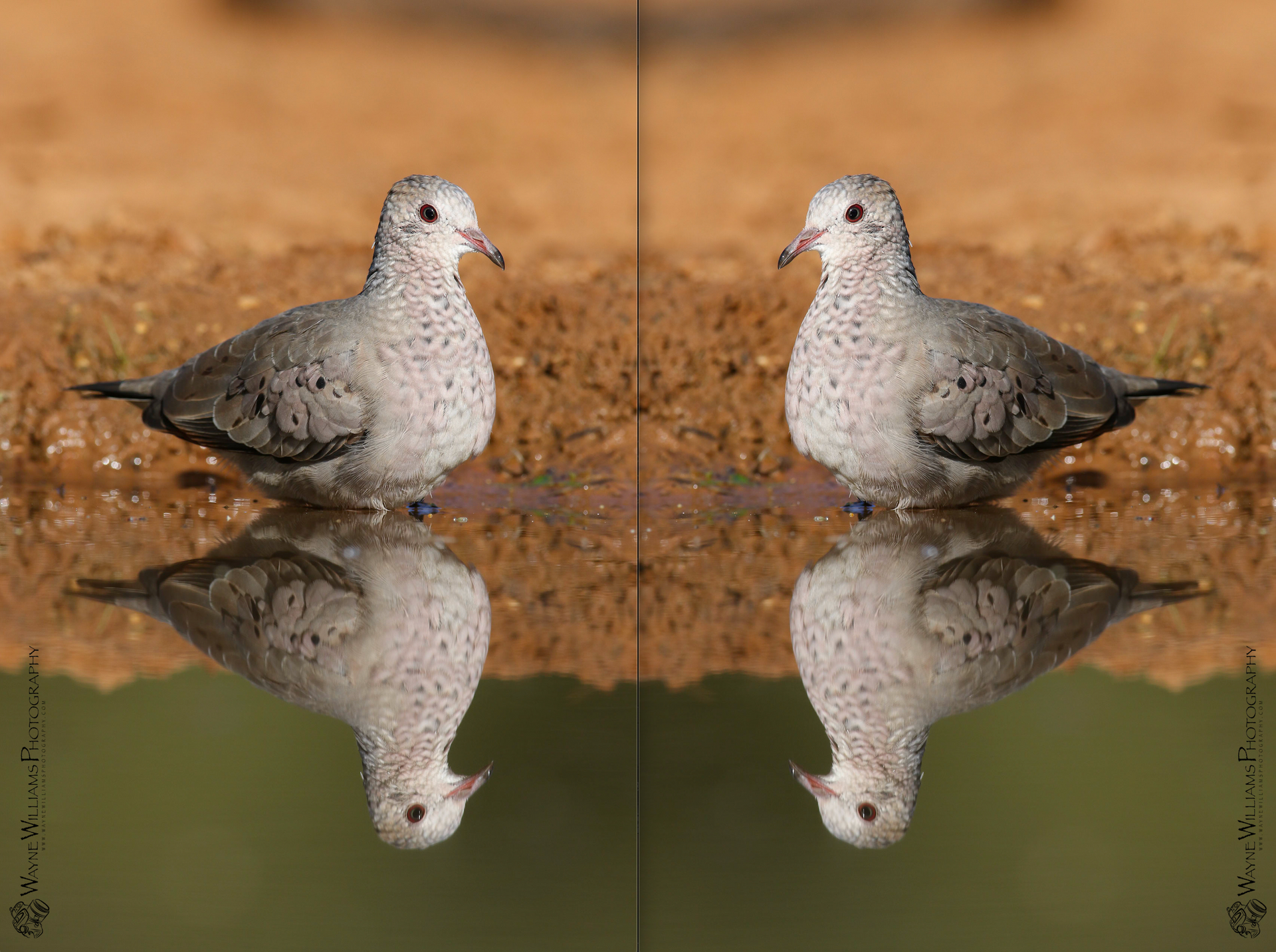 Two pigeons are standing next to each other in a puddle of water.