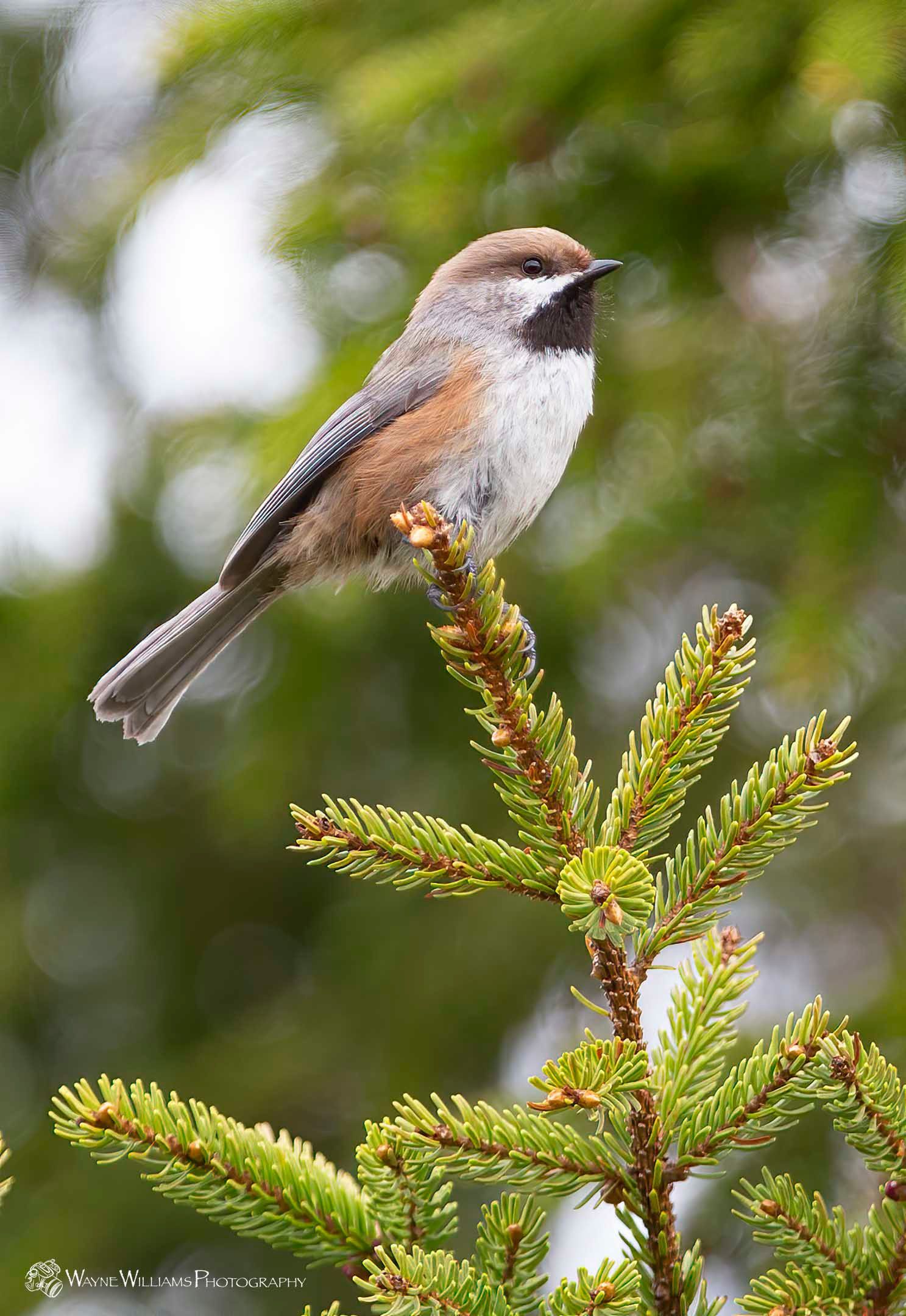 A small bird perched on top of a pine tree branch.