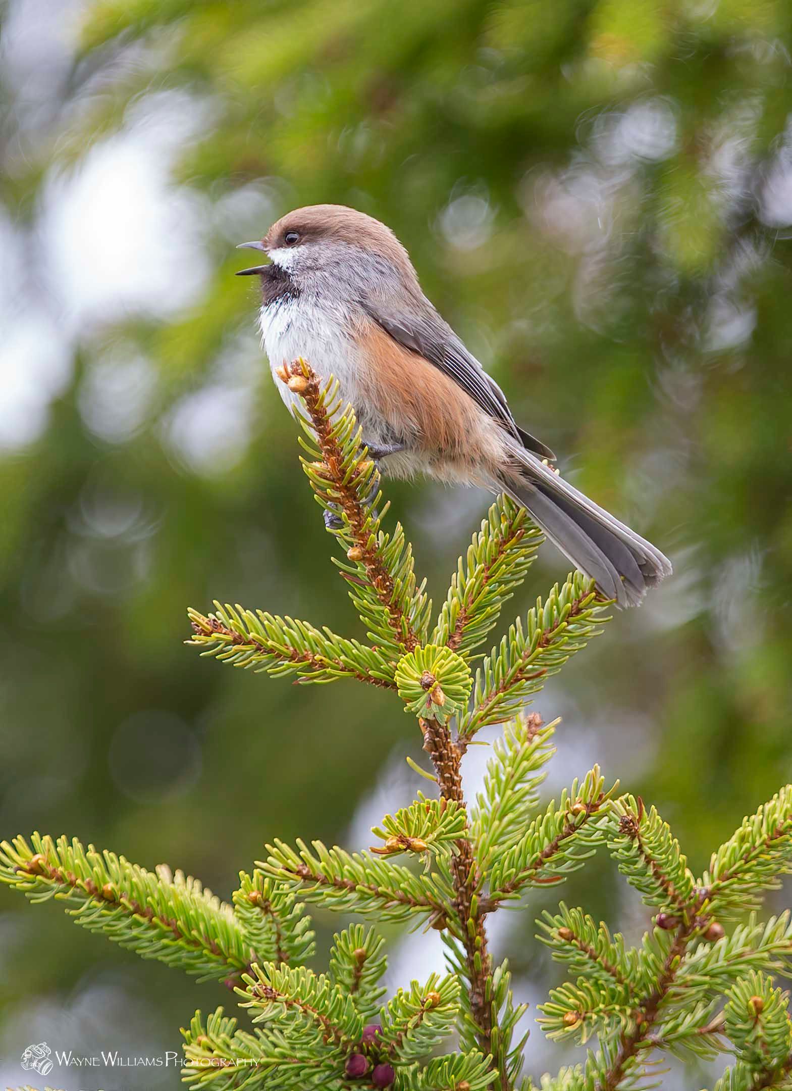 A small bird perched on top of a pine tree branch.