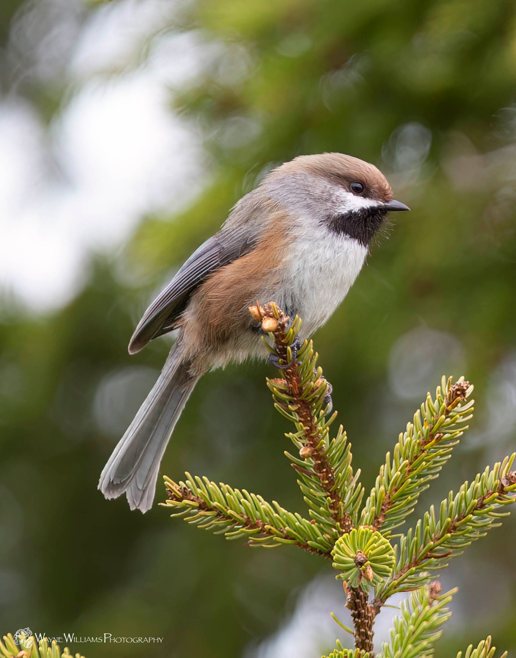 A small bird perched on a branch of a tree.
