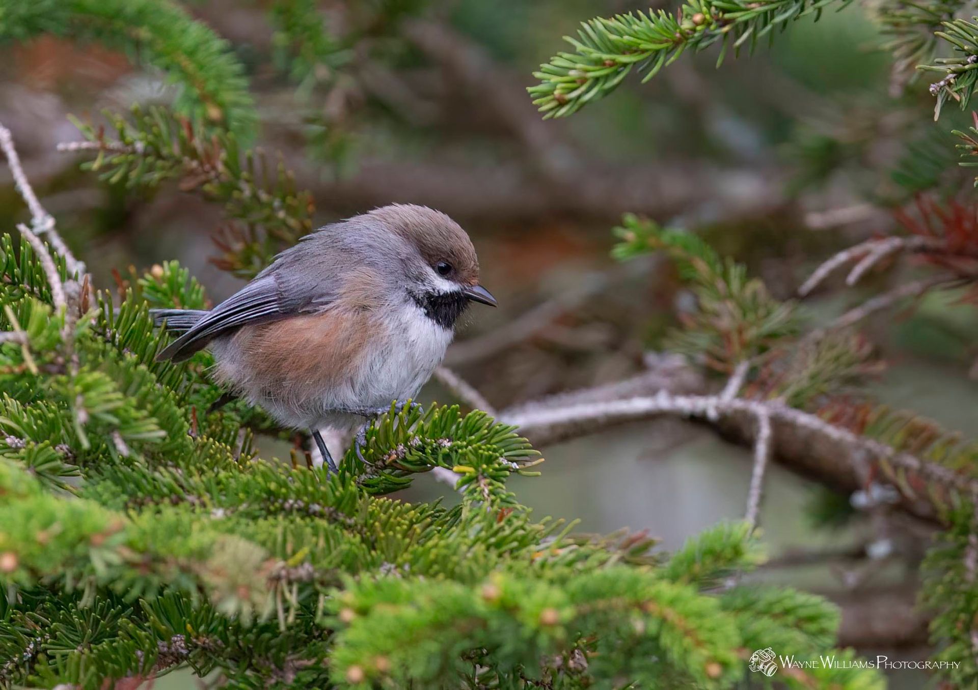 A small bird perched on a branch of a tree.