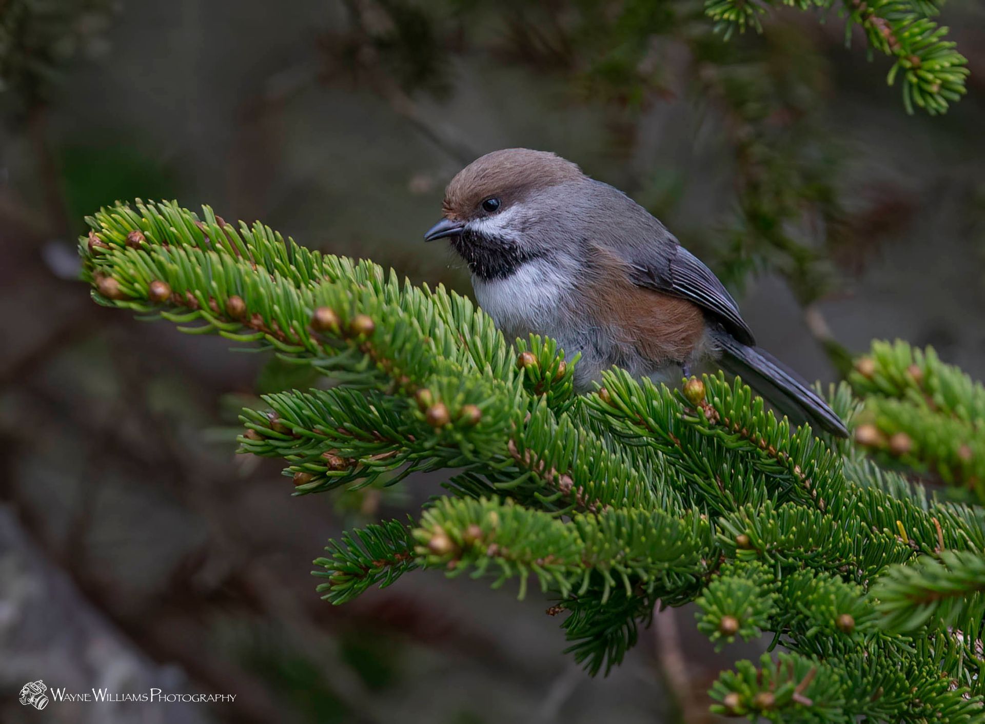 A small bird perched on a branch of a tree.