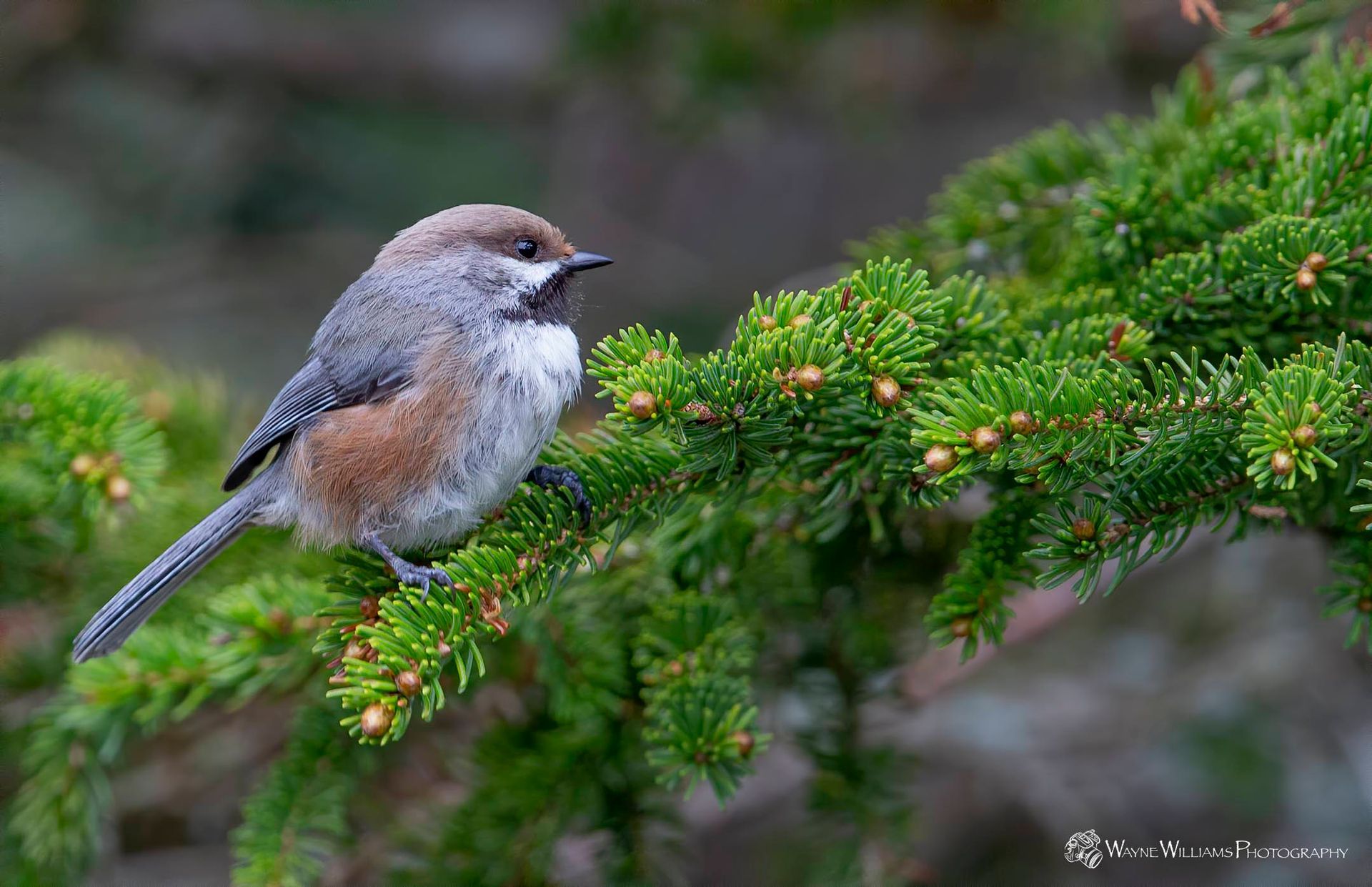 A small bird perched on a branch of a tree.