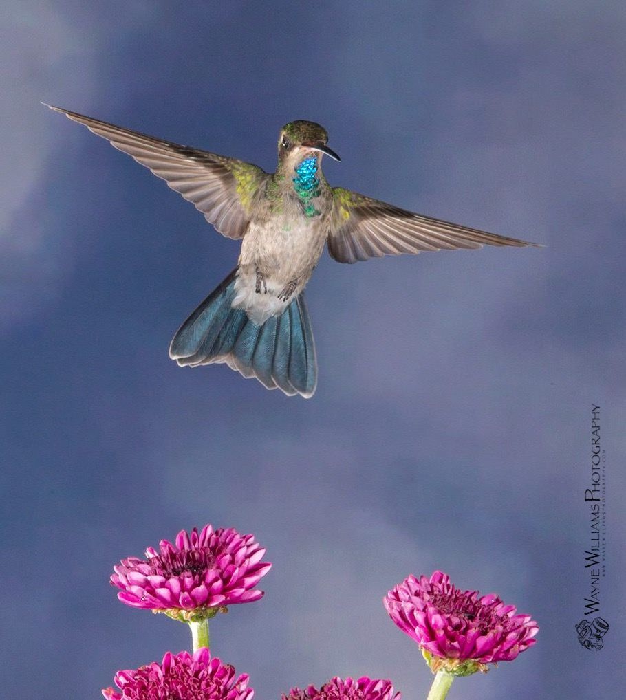 A hummingbird is flying over some pink flowers