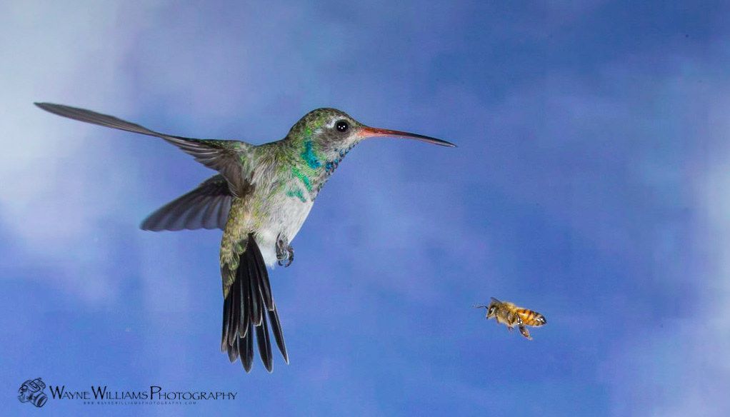 A hummingbird is flying towards a bee in the sky.