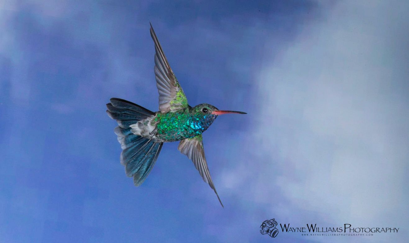 A hummingbird is flying through a blue sky.