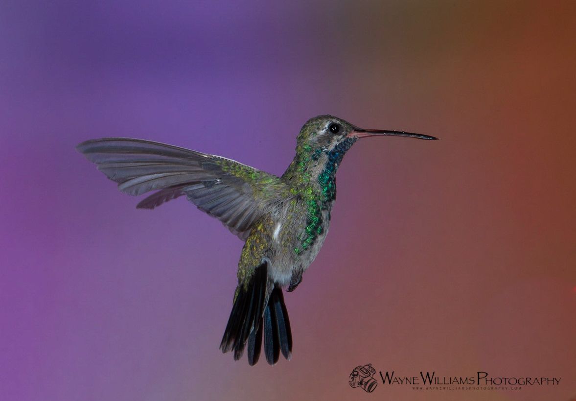A hummingbird is flying in the air with its wings spread.
