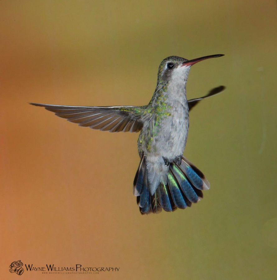 A hummingbird is flying in a photo by wayne williams photography