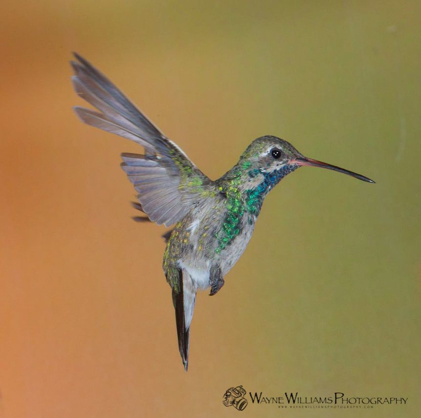 A bird with a long beak is standing in the water.