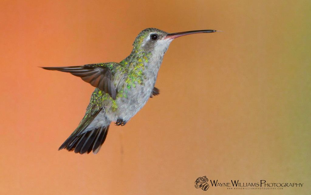 A hummingbird with a long beak is flying in the air