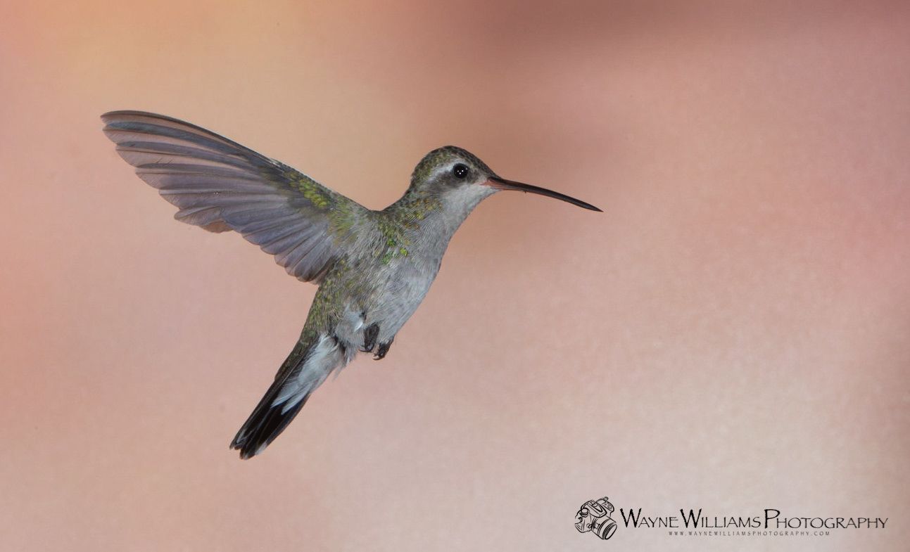 A hummingbird is flying over a pink background.