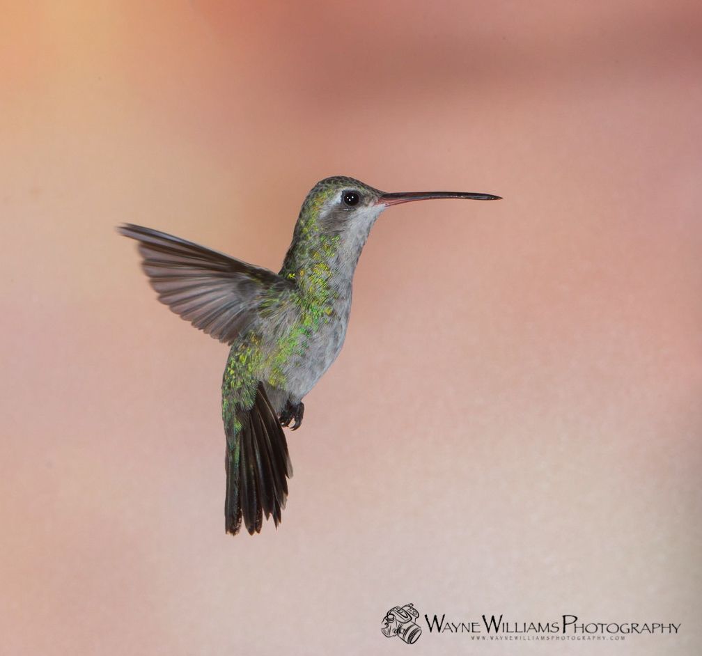 A hummingbird is flying in front of a pink background by wayne williams photography
