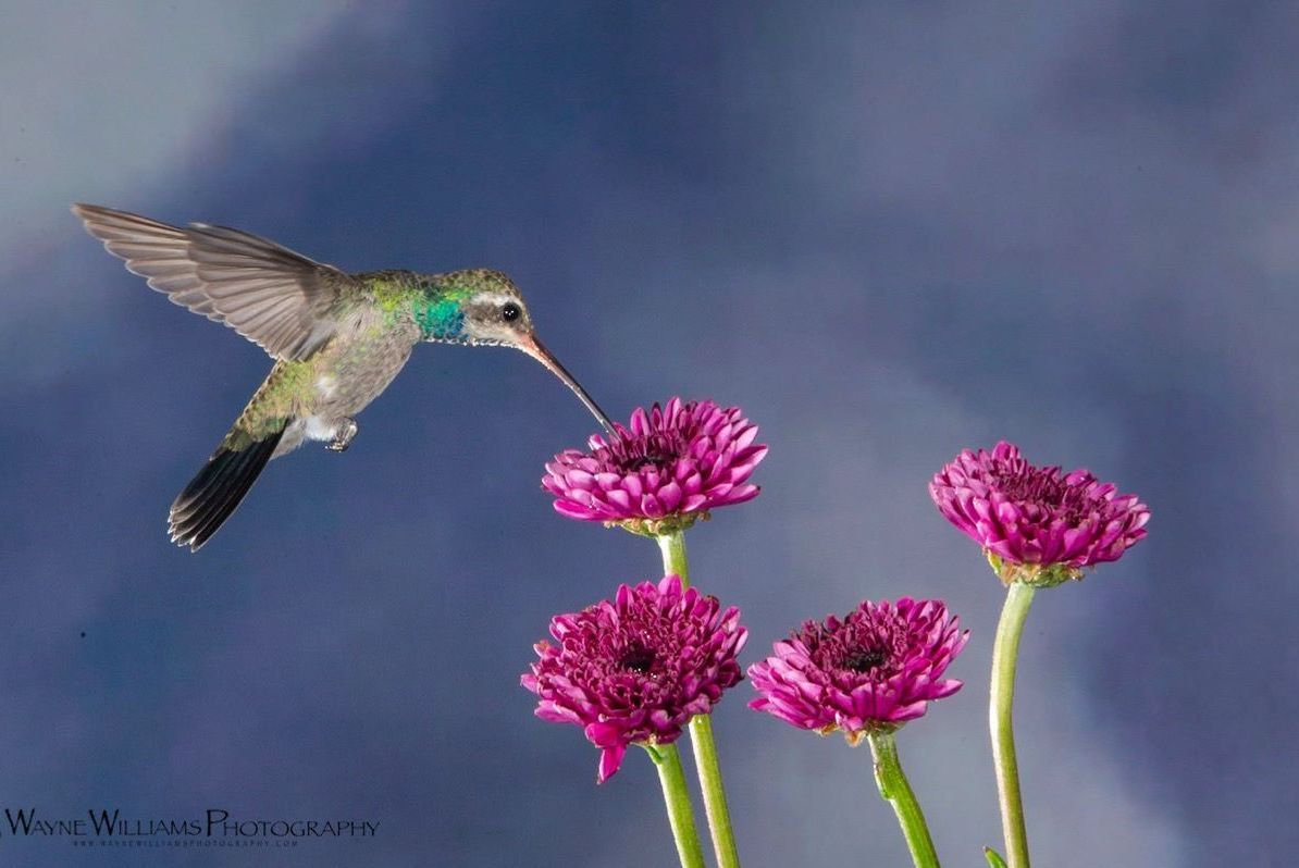 A hummingbird is flying over a bunch of purple flowers.