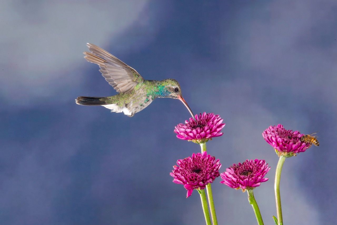 A hummingbird is flying over a bunch of pink flowers