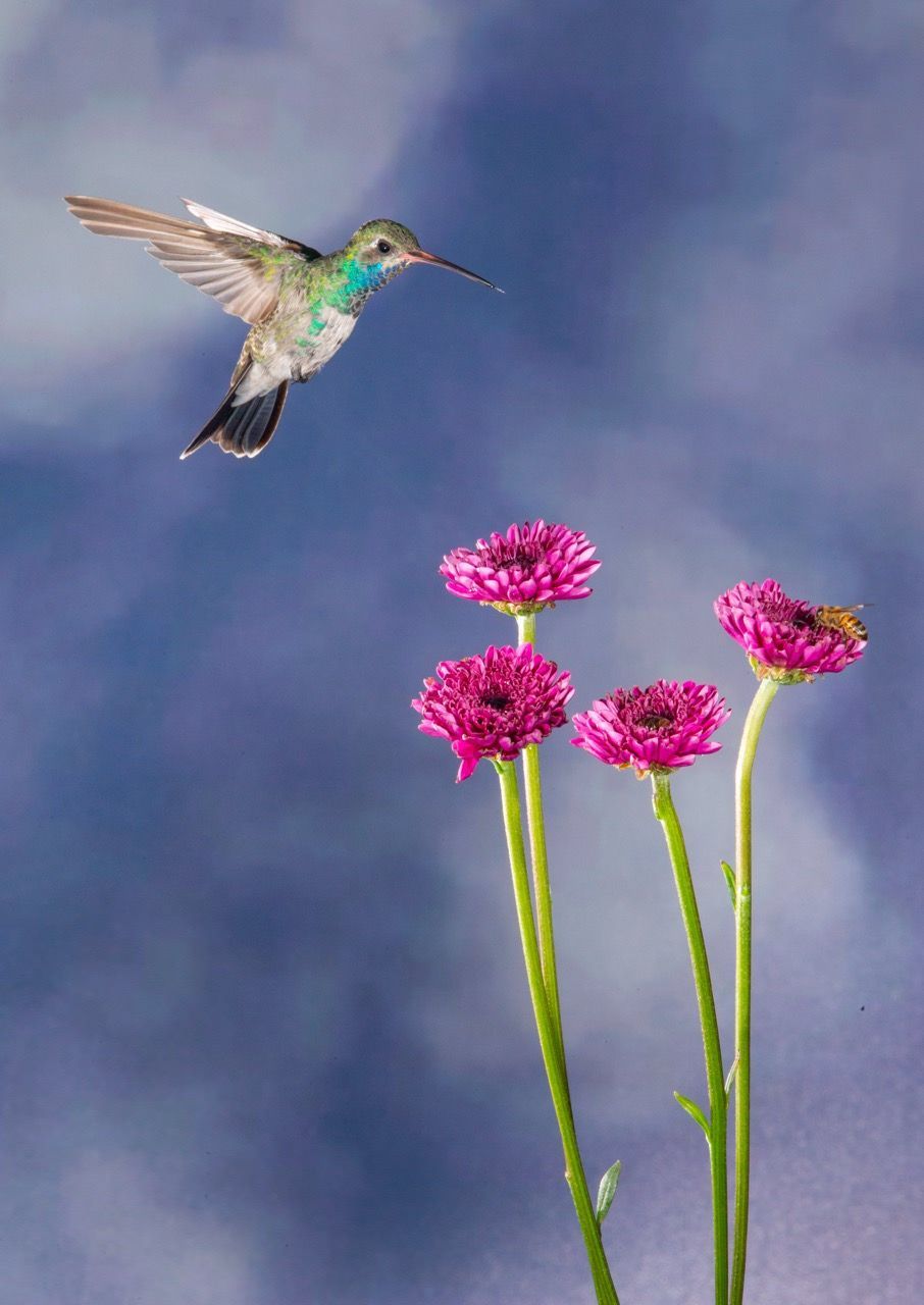 A hummingbird is flying over a bunch of pink flowers