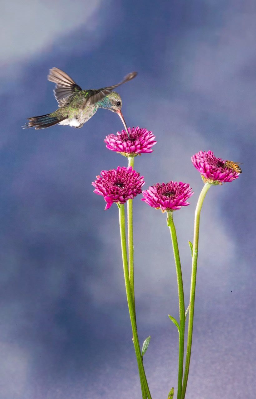 A hummingbird is flying over a bunch of pink flowers