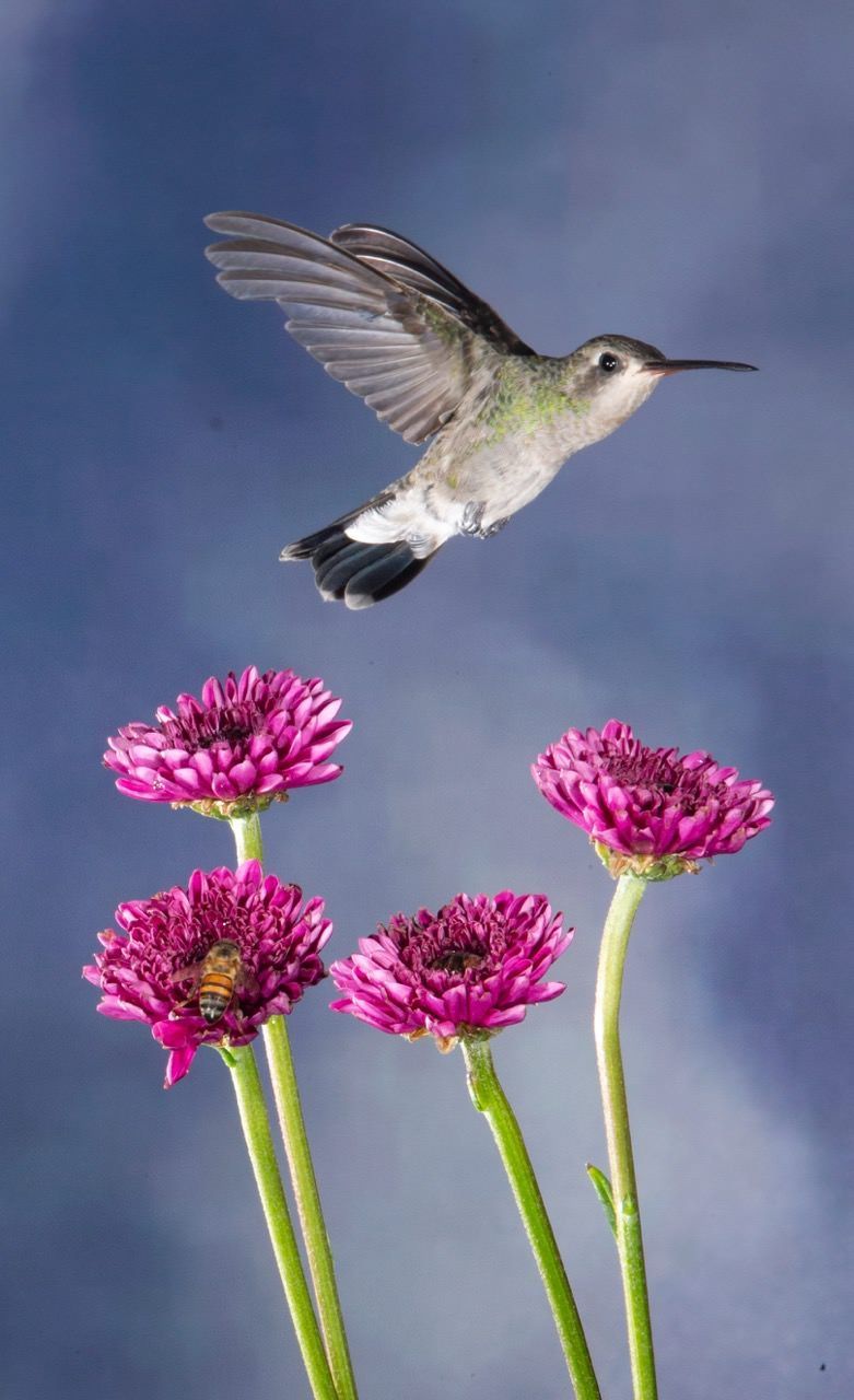 A hummingbird is flying over some purple flowers
