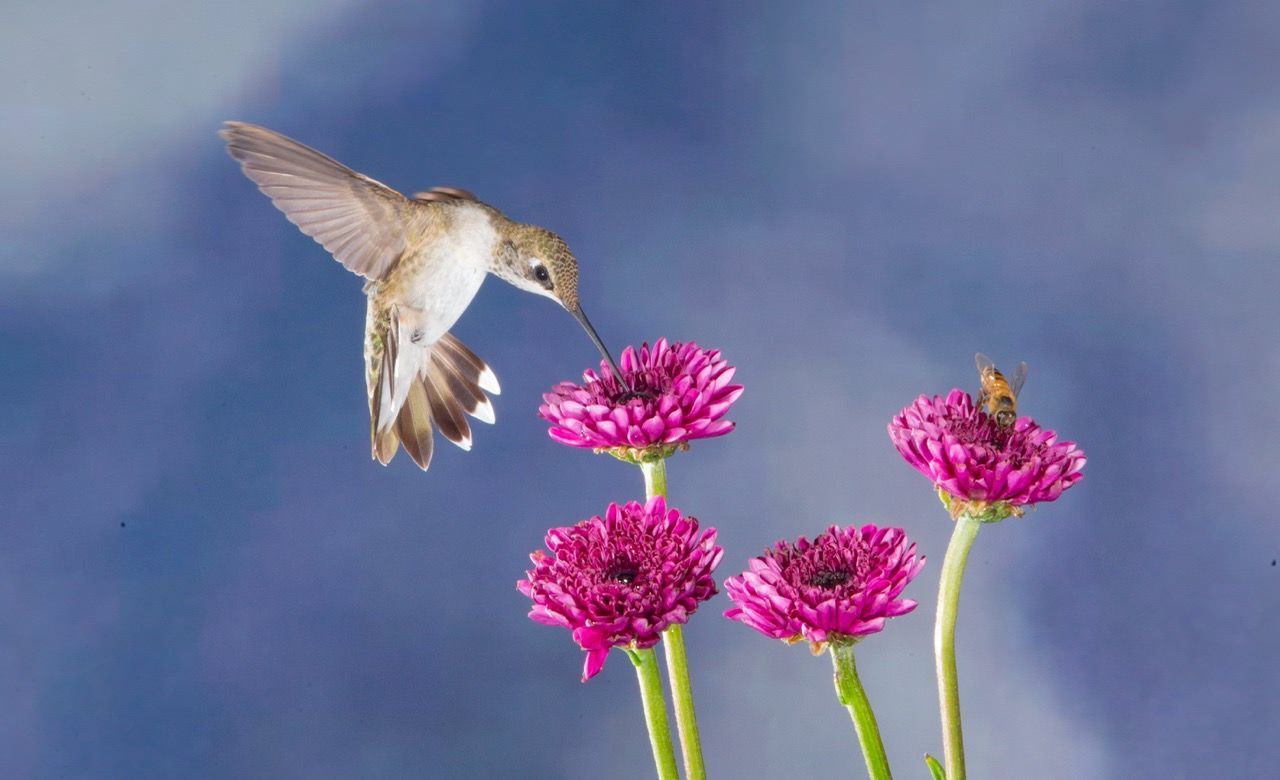 A hummingbird is flying over a bunch of pink flowers.
