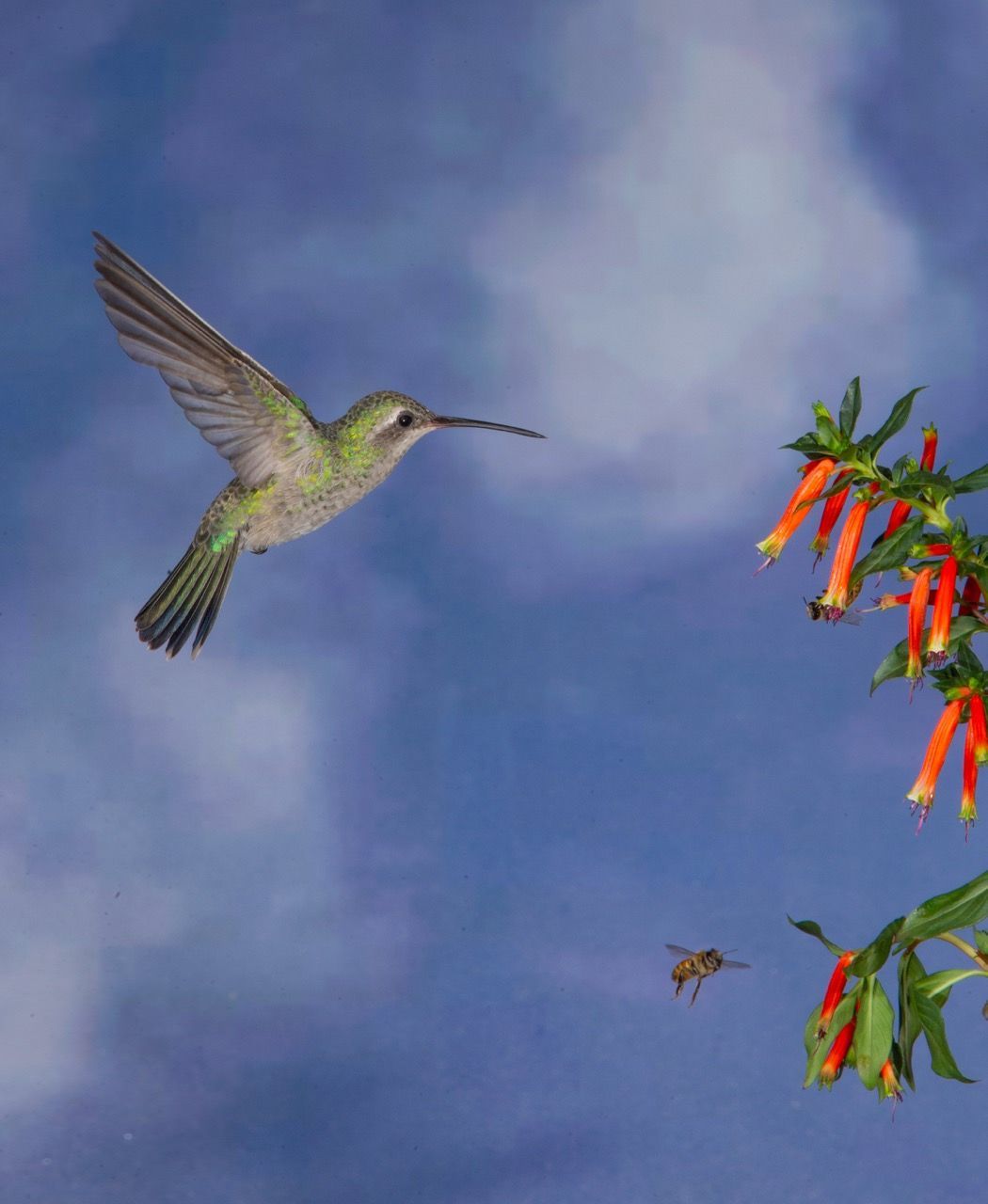A hummingbird is flying over a tree with red flowers.