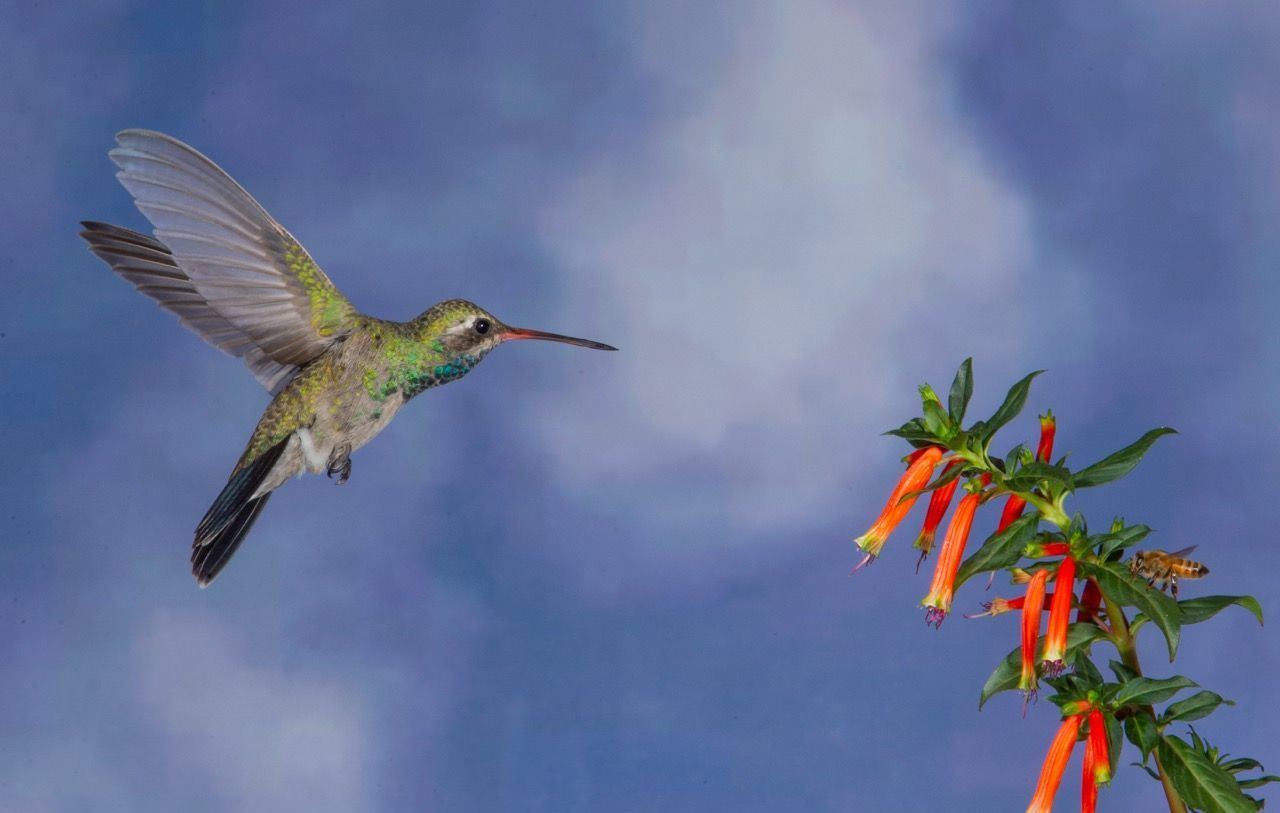 A hummingbird is flying towards a flower in the sky.