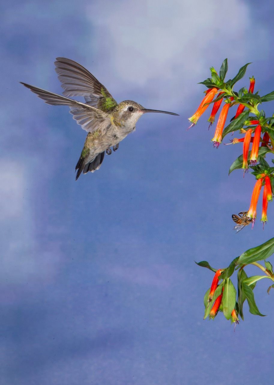 A hummingbird is flying over a tree with red flowers
