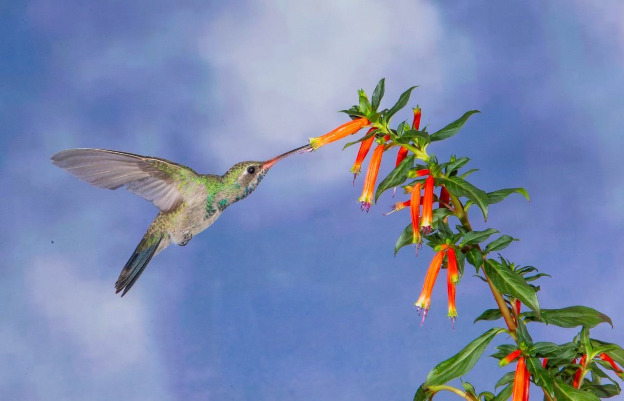 A hummingbird is eating a flower from a tree branch.
