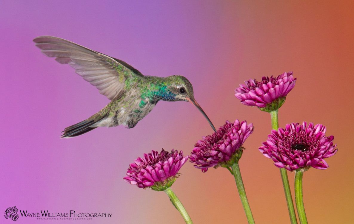 A hummingbird is flying over purple flowers.