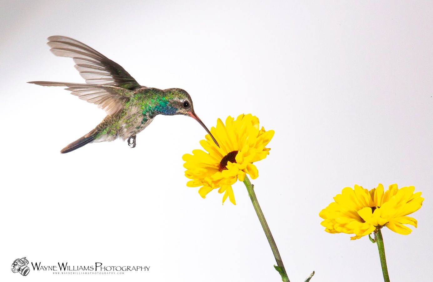 A hummingbird is flying over a yellow flower