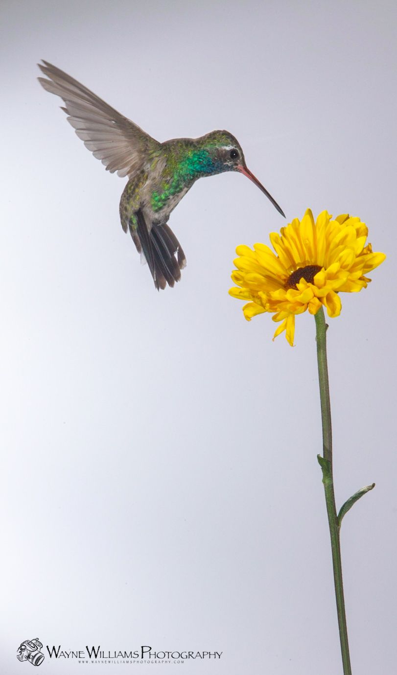 A hummingbird is perched on a yellow flower