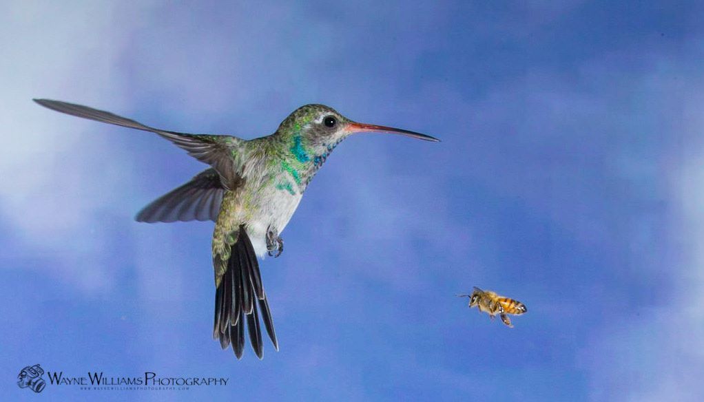 A hummingbird is flying in the sky with a bee in its beak.