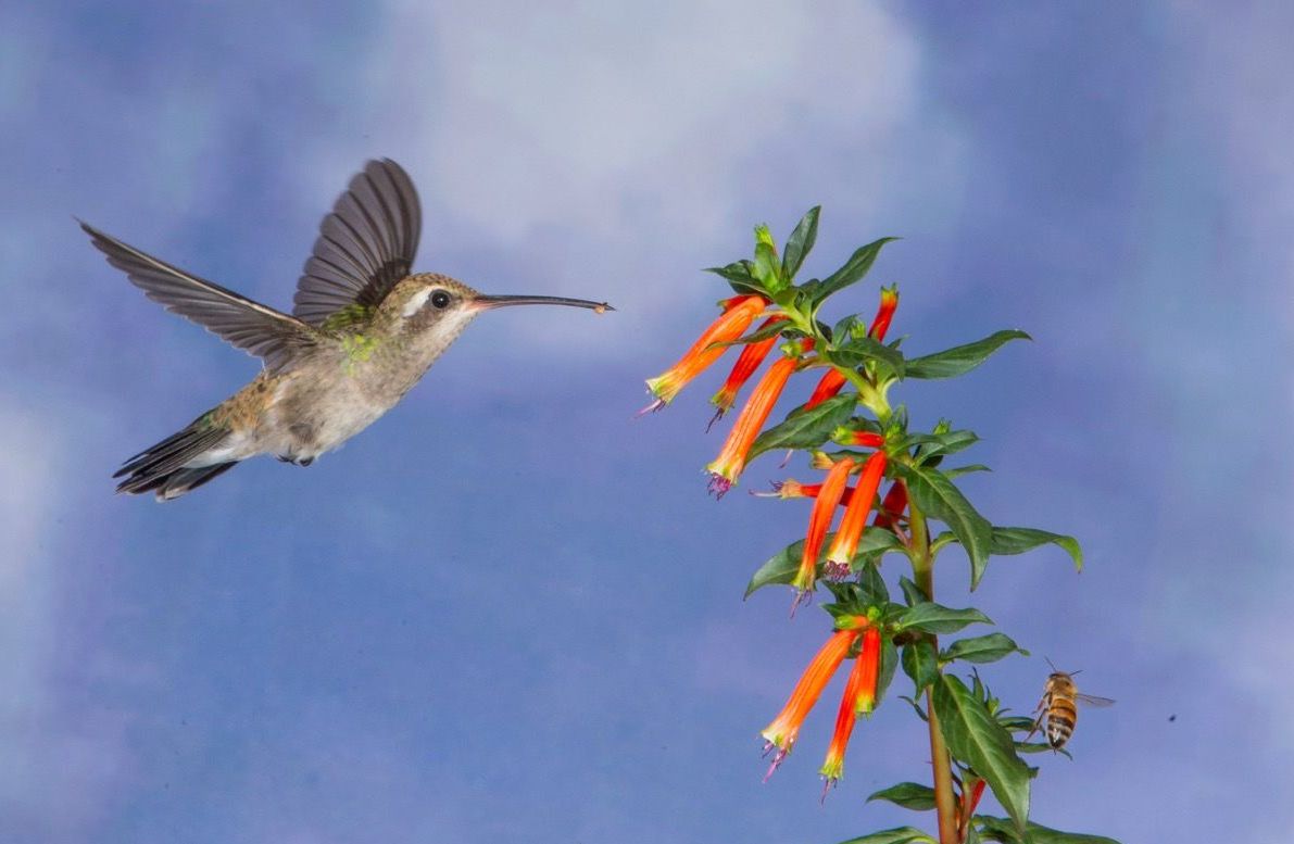 A hummingbird is flying towards a flower in the sky.