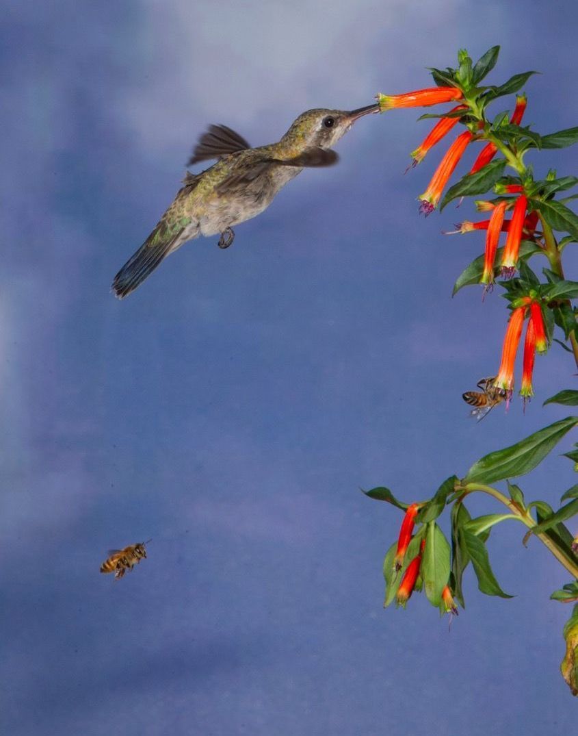 A hummingbird is flying over a tree branch with red flowers.