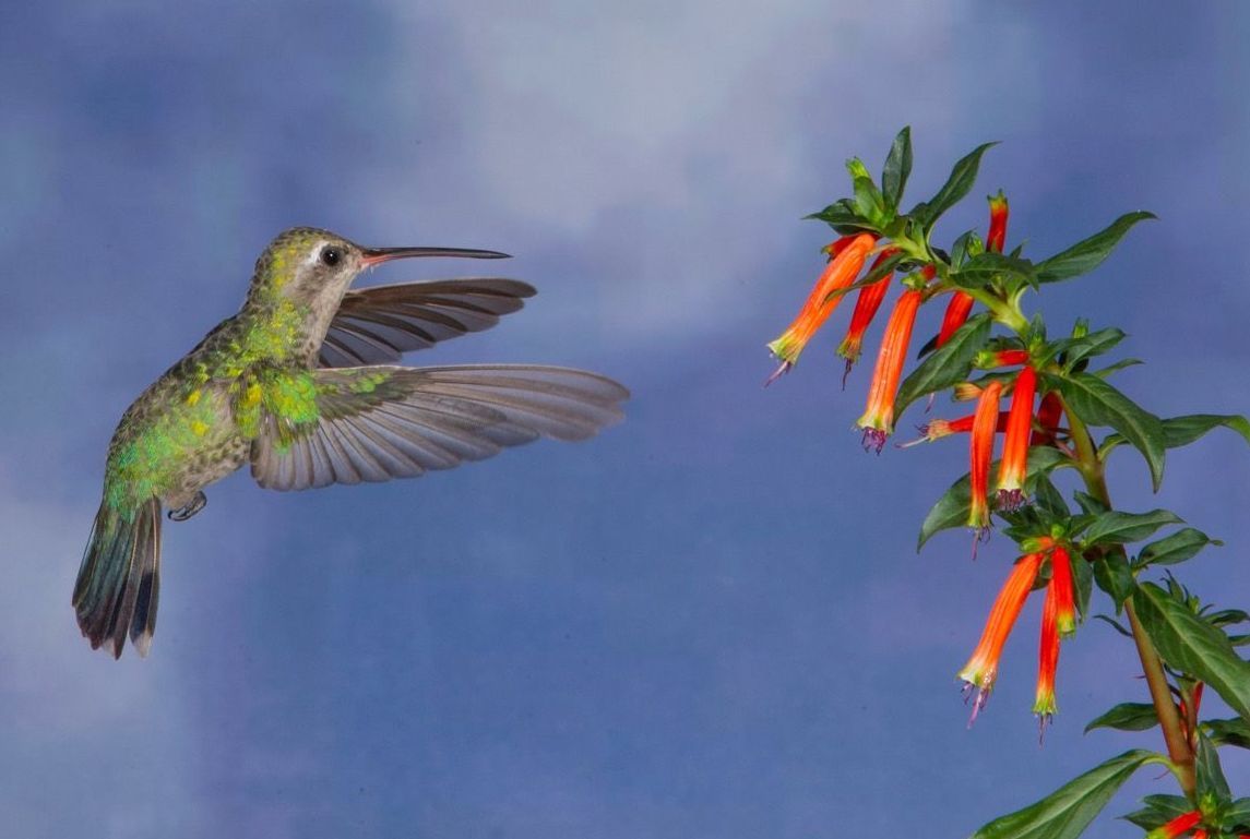 A hummingbird is flying near a flower in the sky.