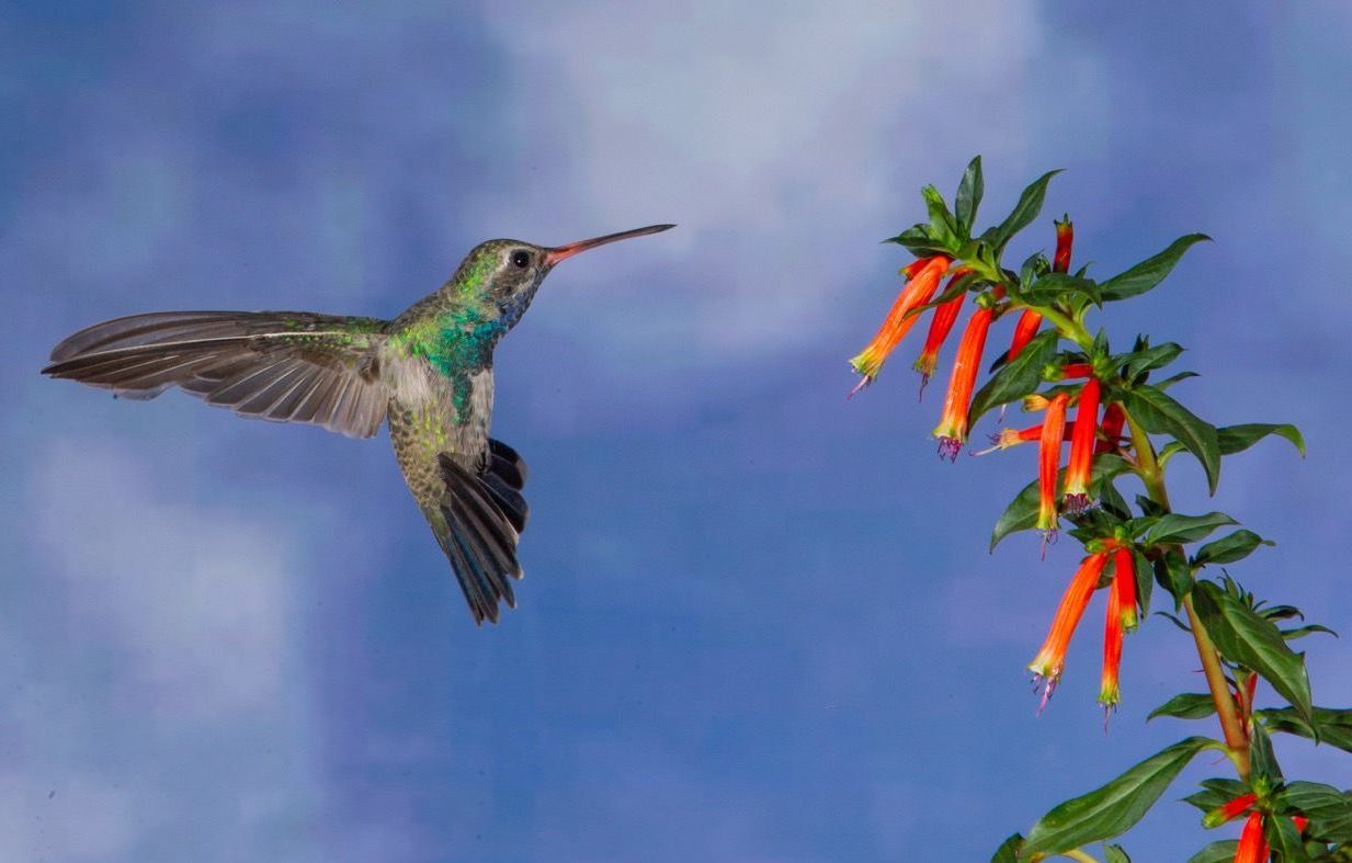 A hummingbird is flying towards a flower in the sky.