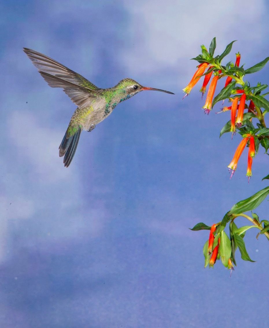 A hummingbird is flying near a tree with orange flowers
