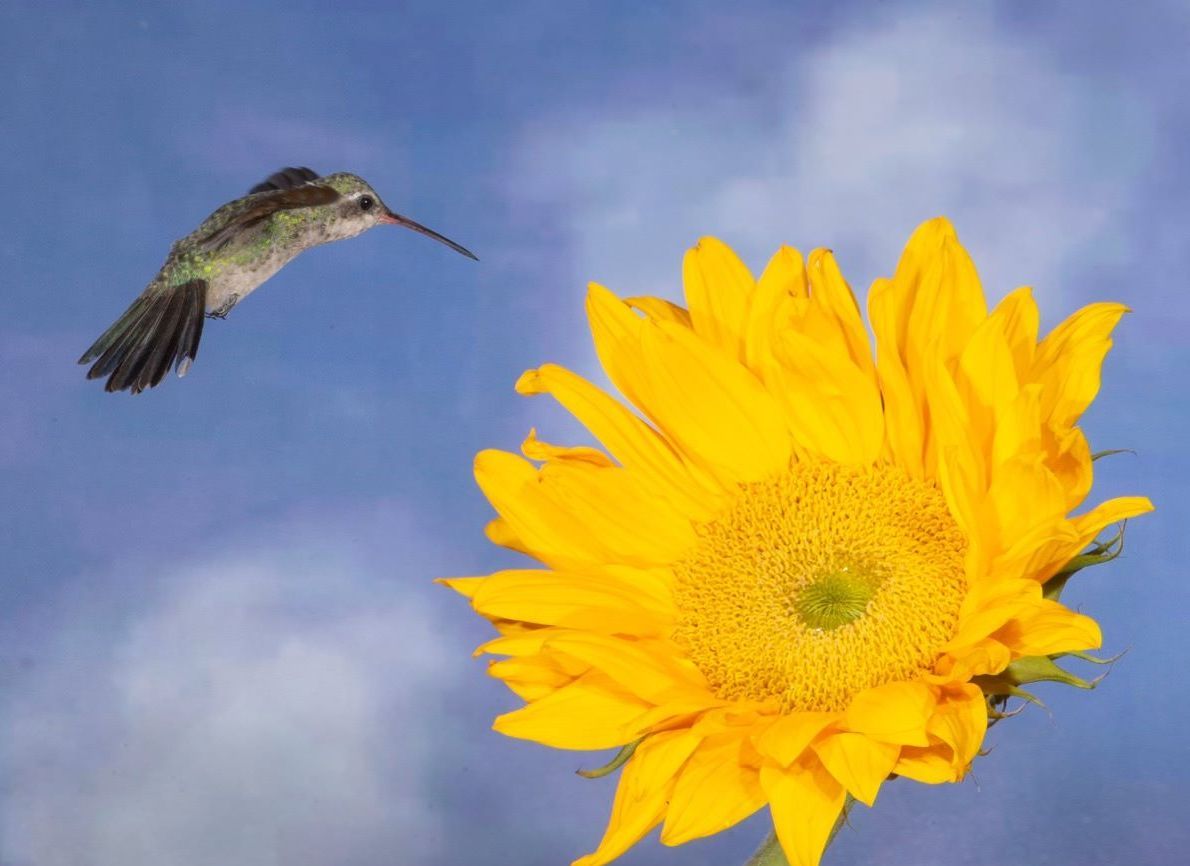 A hummingbird is flying over a sunflower with a blue sky in the background