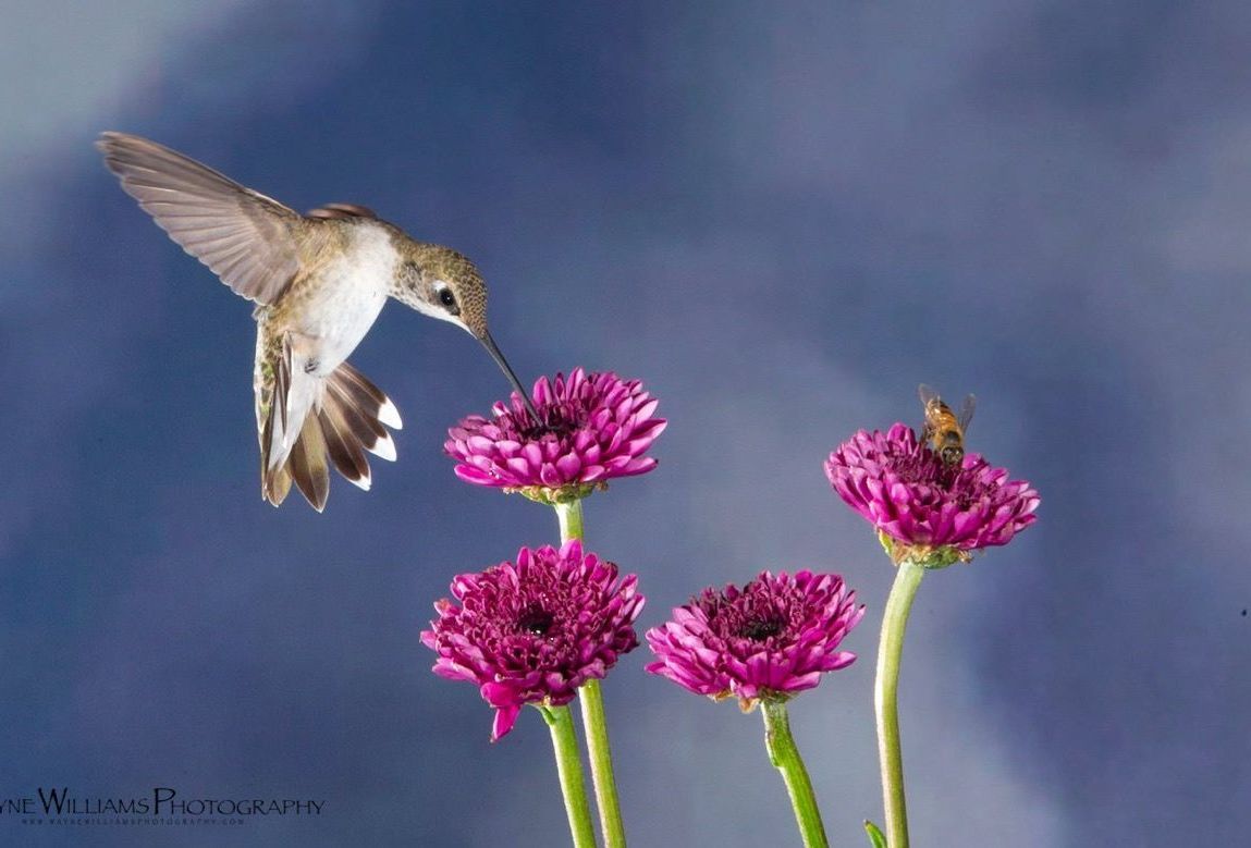 A hummingbird is flying over a bunch of purple flowers